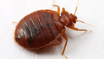 bedbugs-punaises-lits-1-360x203