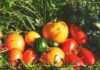 Campagne de communication – Consommation de fruits, légumes et plantes sauvages red and yellow tomato fruit