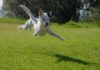 dog jumping on lawn during daytime